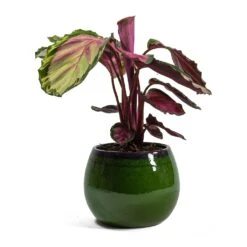 Charlotte Plant Pot - Green 29 Charlotte Plant Pot - Green -Garden Potted Plant Shop Calathea roseopicta Rosy Rose Painted Calathea Charlotte Plant Pot Green 254ff898 d7be 41cb a251 e5b45f401a76