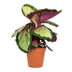 Calathea Roseopicta Silvia - Rose Painted Calathea 16 Calathea Roseopicta Silvia - Rose Painted Calathea -Garden Potted Plant Shop Calathea roseopicta Silvia Rose Painted Calathea 12cm New