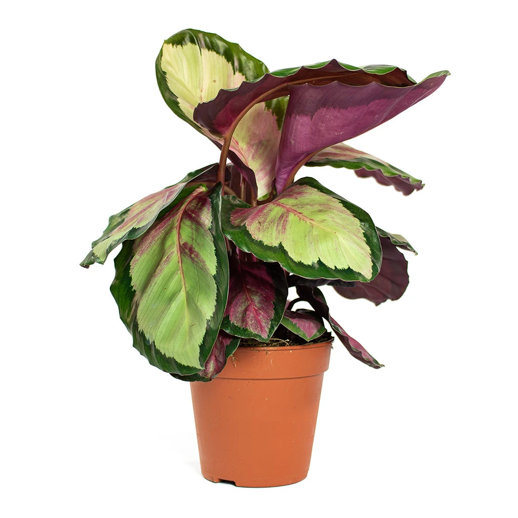 Calathea Roseopicta Silvia - Rose Painted Calathea 8 Calathea Roseopicta Silvia - Rose Painted Calathea - Image 8