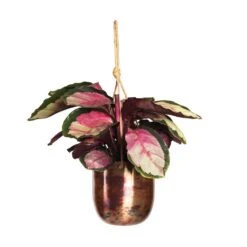 Calathea Roseopicta Silvia - Rose Painted Calathea 12 Calathea Roseopicta Silvia - Rose Painted Calathea -Garden Potted Plant Shop Calathea roseopicta Silvia Rose Painted Calathea 12x35cm Kian Hanging Metal Planters Set3 Sky Burn 95bd757d 61e5 4408 96a6 8a3073dabd23