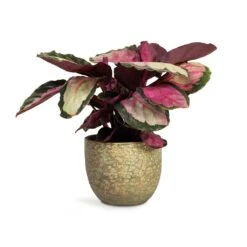 Calathea Roseopicta Silvia - Rose Painted Calathea 13 Calathea Roseopicta Silvia - Rose Painted Calathea -Garden Potted Plant Shop Calathea roseopicta Silvia Rose Painted Calathea 12x35cm Rinca Plant Pot Shiny Green 15x13cm 168fb22d e512 4eb6 85bd e96d443a4385