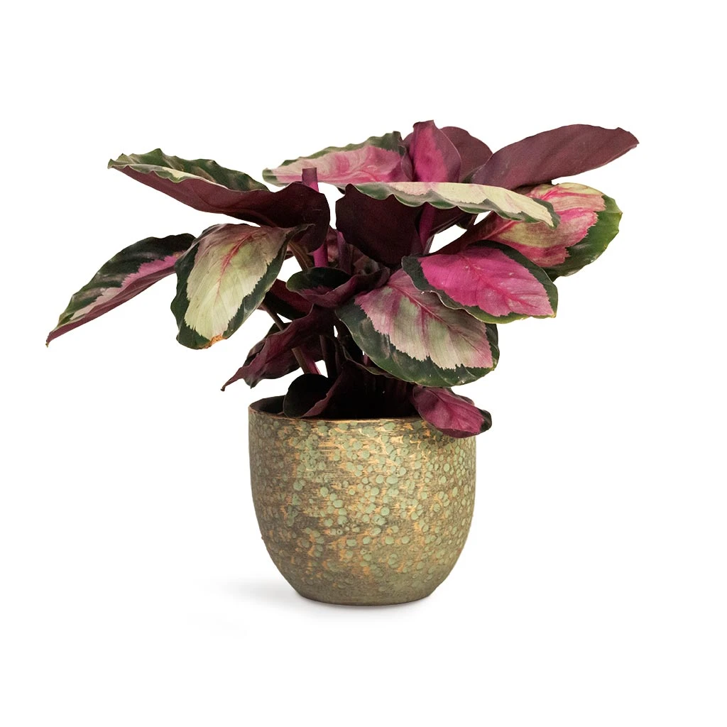 Calathea Roseopicta Silvia - Rose Painted Calathea 5 Calathea Roseopicta Silvia - Rose Painted Calathea - Image 5