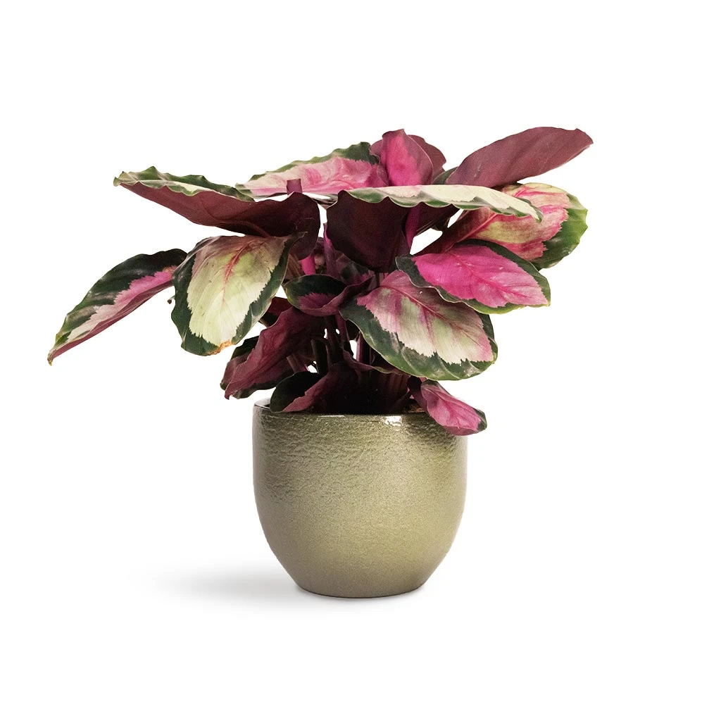 Calathea Roseopicta Silvia - Rose Painted Calathea 7 Calathea Roseopicta Silvia - Rose Painted Calathea - Image 7