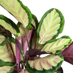 Calathea Roseopicta Silvia - Rose Painted Calathea 11 Calathea Roseopicta Silvia - Rose Painted Calathea -Garden Potted Plant Shop Calathea roseopicta Silvia Rose Painted Calathea Leaves