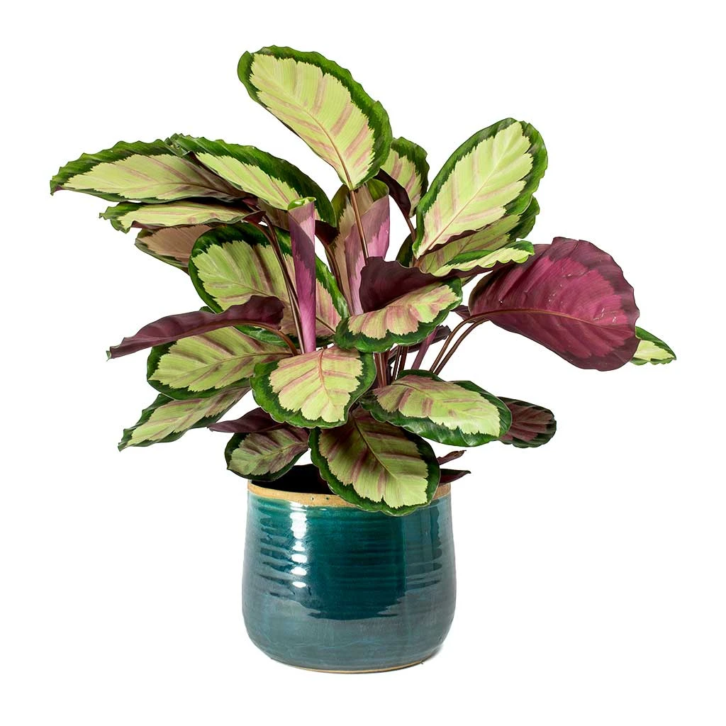 Calathea Roseopicta Silvia - Rose Painted Calathea 2 Calathea Roseopicta Silvia - Rose Painted Calathea - Image 2