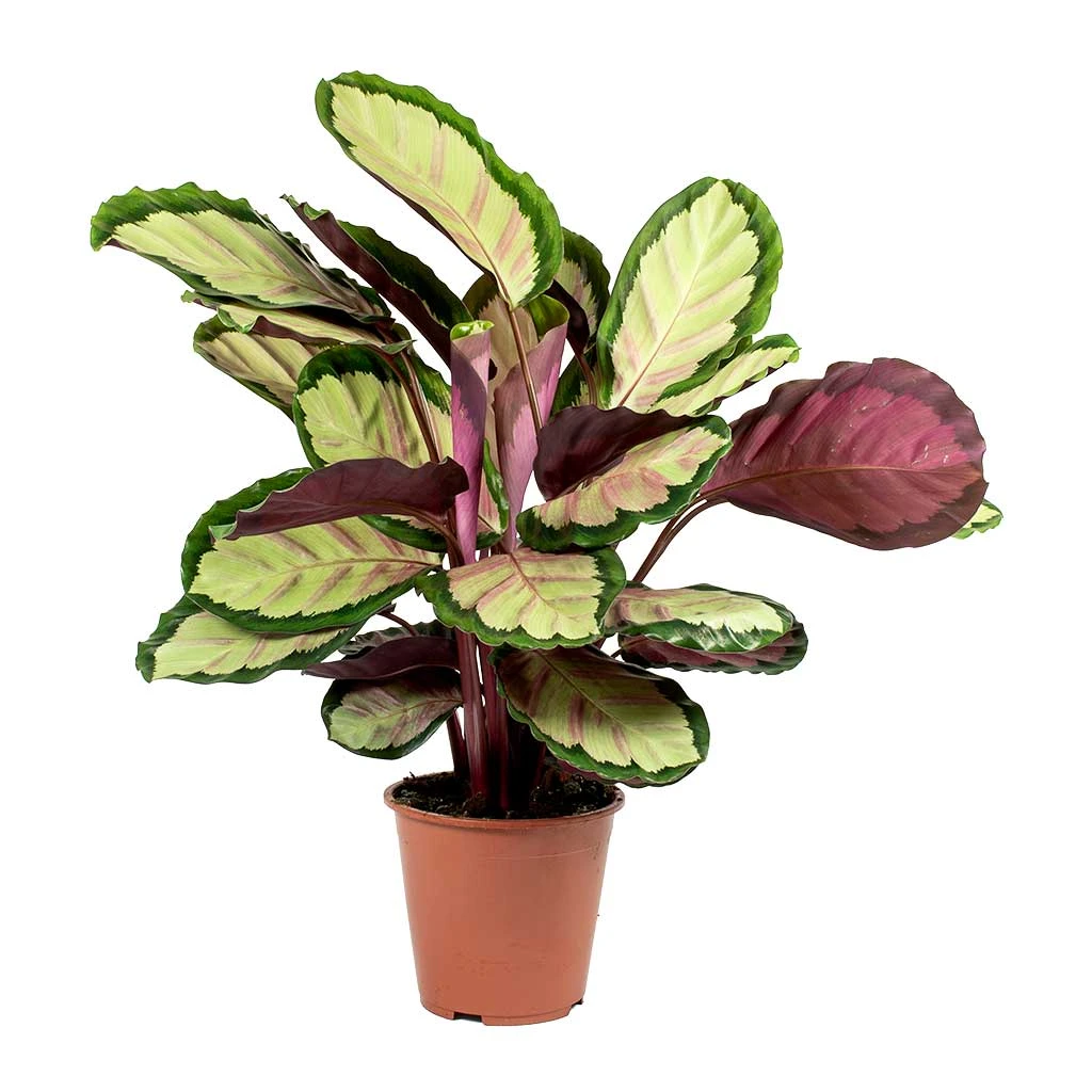Calathea Roseopicta Silvia - Rose Painted Calathea 1 Calathea Roseopicta Silvia - Rose Painted Calathea