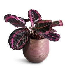 Lydia Plant Pot - Shiny Purple 36 Lydia Plant Pot - Shiny Purple -Garden Potted Plant Shop Calathea roseopicta Surprise Star Rose Painted Calathea 14x30cm Lydia Plant Pot Shiny Purple 18x16cm 4b025fa9 a14d 47e0 ae0c 217b25fe851b