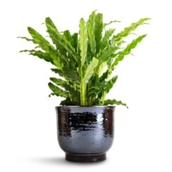 Jayla Plant Pot - Espresso -Garden Potted Plant Shop Calathea rufibarba Bluegrass Velvet Calathea 12x40cm Jayla Plant Pot Espresso 17x14cm 1