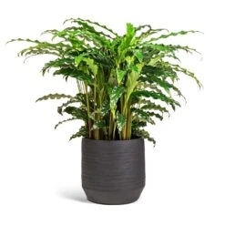 Norell Plant Pot - Black 24 Norell Plant Pot - Black -Garden Potted Plant Shop Calathea rufibarba Bluegrass Velvet Calathea 17x60cm Norell Plant Pot Black 21x20cm 2a568be6 cb39 4ca2 b7da a472101109d8