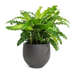 Mini Orb Kevan Plant Pot - Black Washed -Garden Potted Plant Shop Calathea rufibarba Green Velvet Calathea Mini Orb Kevan Plant Pot Black Washed 10765077 ef0b 4d1a a7e8 fa4cdaf60a7d
