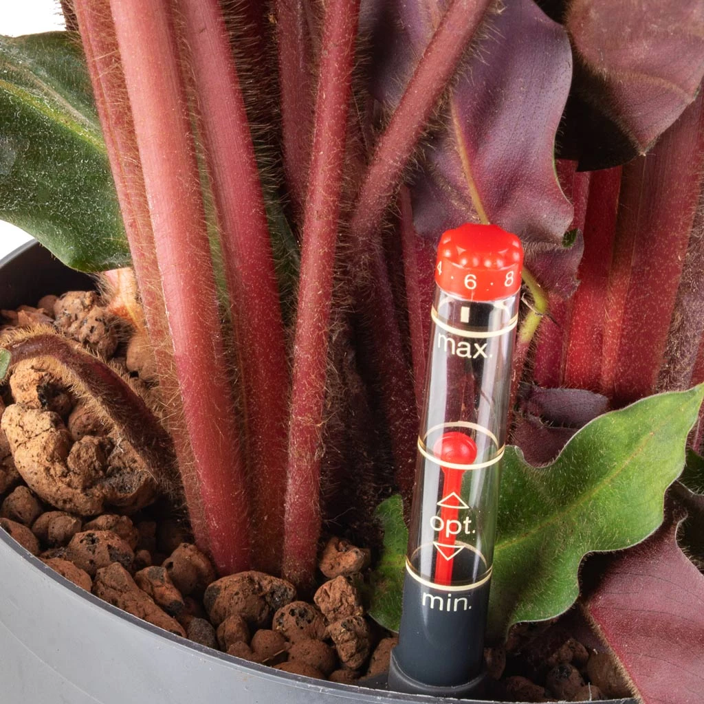 Calathea Rufibarba - Velvet Calathea - HydroCare 2 Calathea Rufibarba - Velvet Calathea - HydroCare - Image 2