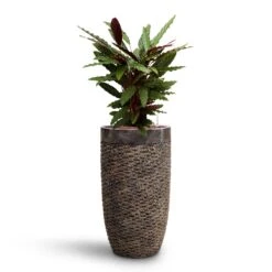 Luxe Lite Layer Partner Planter - Bronze -Garden Potted Plant Shop Calathea rufibarba Velvet Calathea HydroCare Luxe Lite Layer Partner Planter Bronze b0df9dca 2ace 48d1 bca5 388205592022