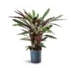 Calathea Rufibarba - Velvet Calathea - HydroCare