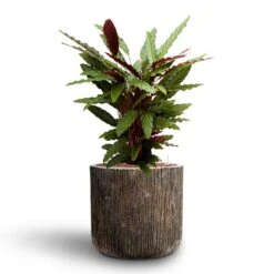 Calathea Rufibarba - Velvet Calathea - HydroCare 12 Calathea Rufibarba - Velvet Calathea - HydroCare -Garden Potted Plant Shop Calathea rufibarba Velvet Calathea Hydroculture Luxe Lite Waterfall Cylinder Planter Bronze