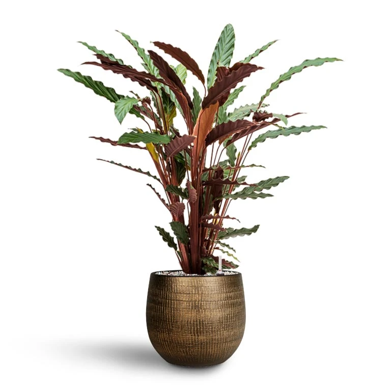 Calathea Rufibarba - Velvet Calathea - HydroCare 3 Calathea Rufibarba - Velvet Calathea - HydroCare - Image 3