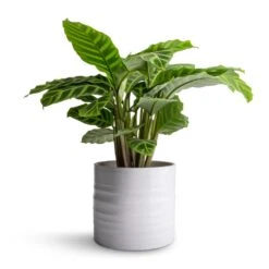 Hadleigh Plant Pot - White 14 Hadleigh Plant Pot - White -Garden Potted Plant Shop Calathea zebrina Zebra Plant 14x45cm Hadleigh Plant Pot White 17x15cm 47c5d1fe 6bb2 447b 85c6 c530e0c28e51