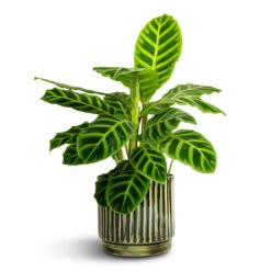 Nella Plant Pot - Forest 19 Nella Plant Pot - Forest -Garden Potted Plant Shop Calathea zebrina Zebra Plant 14x45cm Nella Plant Pot Forest 16x15cm ae4125e6 4e7b 4f8c b31e 6ccbf1c6d32c