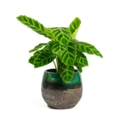 Lindy Plant Pot - Black Green -Garden Potted Plant Shop Calathea zebrina Zebra Plant Lindy Plant Pot Black Green