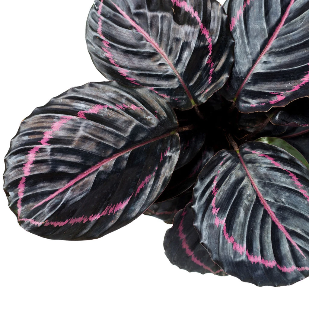 Calathea Roseopicta Dottie - Rose Painted Calathea 2 Calathea Roseopicta Dottie - Rose Painted Calathea - Image 2