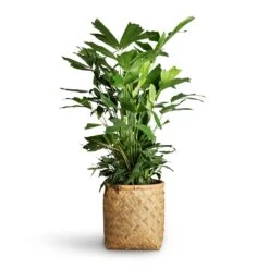 Zayn Bamboo Planter -Garden Potted Plant Shop Caryota mitis Fish Tail Palm 24x115cm Zayn Bamboo Planter 31.5x33cm 2 8c91a857 9056 4fc9 91bb 49927de47e7f