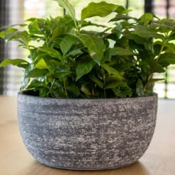Cas Plant Bowl - Anthracite -Garden Potted Plant Shop CasPlantBowl Anthracite 3