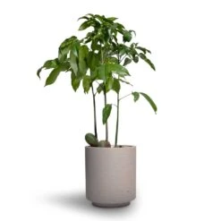 Suzi Plant Pot - Grey Washed -Garden Potted Plant Shop Castanospermum australe Moreton Bay Chestnut 12x45cm Suzi Plant Pot Grey Washed 15x16 1