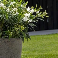 Ben Cement & Stone Planter - Granite Grey -Garden Potted Plant Shop Cement Stone Ben Lifestyle2