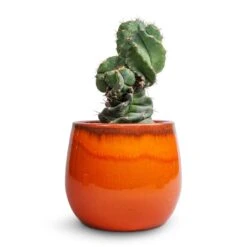 Charlotte Plant Pot - Orange -Garden Potted Plant Shop Cereus forbesii spiralis Spiralled Cereus 10x20cm Charlotte Plant Pot Orange 19x16cm