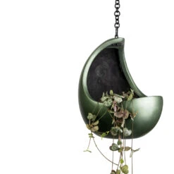 Ceropegia Woodii - String Of Hearts 33 Ceropegia Woodii - String Of Hearts -Garden Potted Plant Shop Ceropegia woodii String of Hearts 11x20cm Gradient Hanging Cocoon Matt Forest 20x24cm 47f66540 db3f 44d0 886c 976ff4766e2f