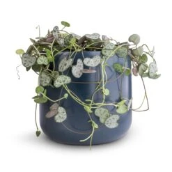 Ceropegia Woodii - String Of Hearts 30 Ceropegia Woodii - String Of Hearts -Garden Potted Plant Shop Ceropegia woodii String of Hearts 12x25cm no hanger Lisbon Plant Pot Navy 13x13cm