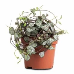 Ceropegia Woodii - String Of Hearts 24 Ceropegia Woodii - String Of Hearts -Garden Potted Plant Shop Ceropegia woodii String of Hearts 12x25cm no hanger