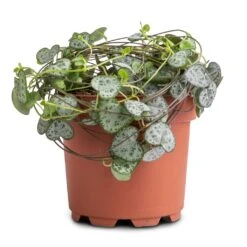 Ceropegia Woodii - String Of Hearts 31 Ceropegia Woodii - String Of Hearts -Garden Potted Plant Shop Ceropegia woodii String of Hearts 12x25cm no hanger 3a3af313 125a 49d0 862c b0d9b0edeab8