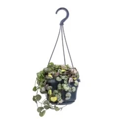 Ceropegia Woodii - String Of Hearts 25 Ceropegia Woodii - String Of Hearts -Garden Potted Plant Shop Ceropegia woodii String of Hearts 14x30cm no hanger 4a520238 4e5a 4654 b668 1c8fee9d3611