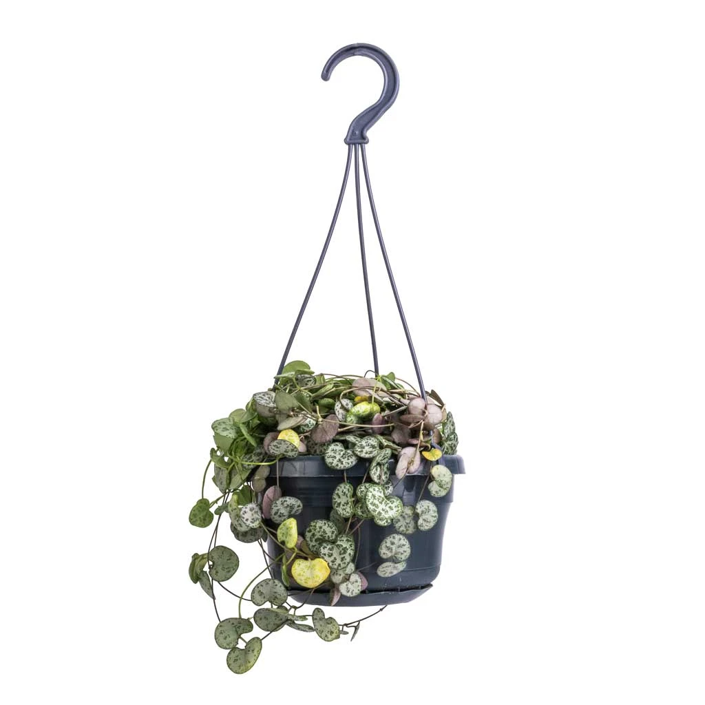 Ceropegia Woodii - String Of Hearts 6 Ceropegia Woodii - String Of Hearts - Image 6