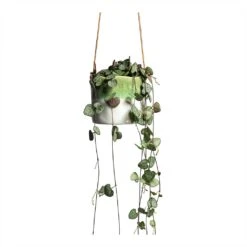 Ceropegia Woodii - String Of Hearts 35 Ceropegia Woodii - String Of Hearts -Garden Potted Plant Shop Ceropegia woodii String of Hearts 8x20cm no hanger Wave Hanging Indoor Pot