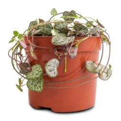 Ceropegia Woodii - String Of Hearts 22 Ceropegia Woodii - String Of Hearts -Garden Potted Plant Shop Ceropegia woodii String of Hearts 8x20cm no hanger