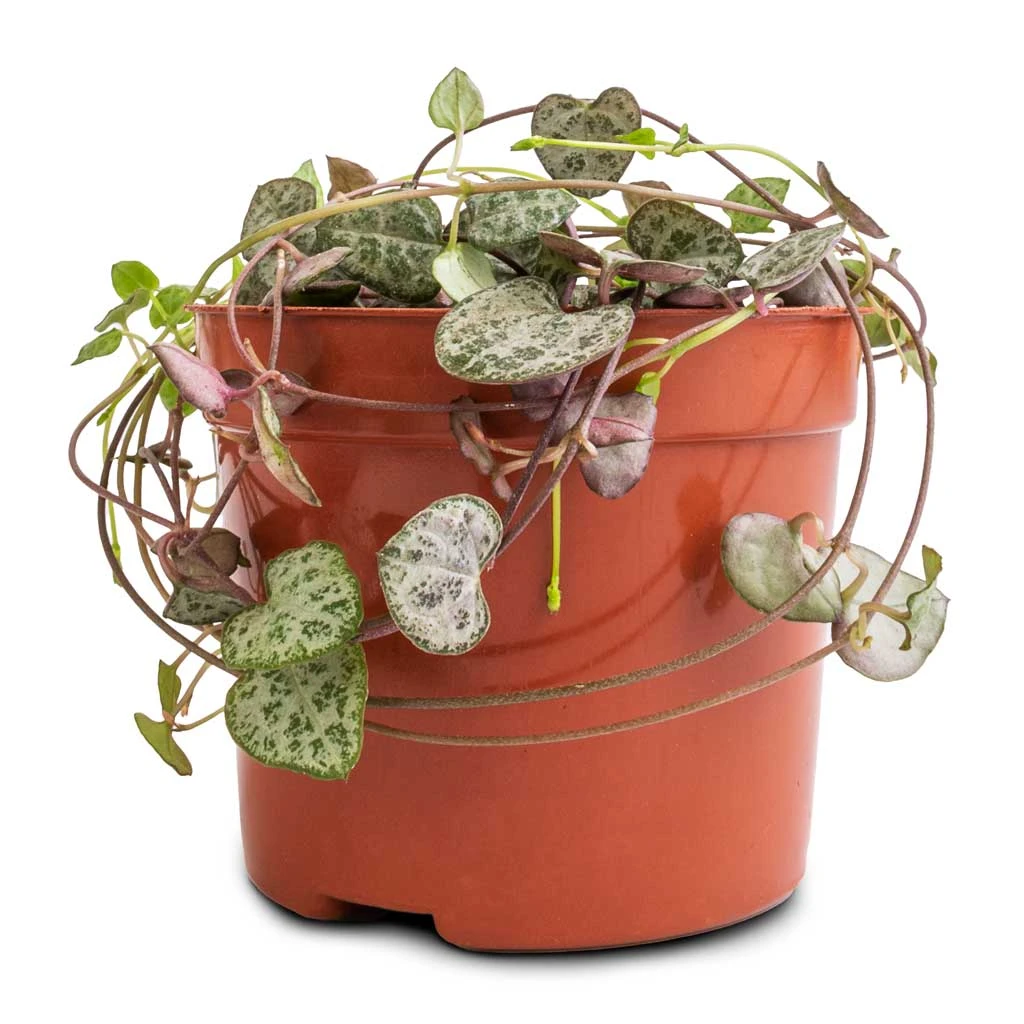 Ceropegia Woodii - String Of Hearts 3 Ceropegia Woodii - String Of Hearts - Image 3