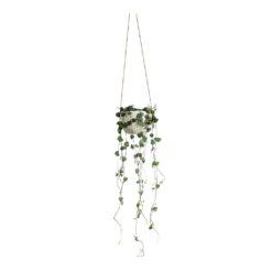 Ceropegia Woodii - String Of Hearts 36 Ceropegia Woodii - String Of Hearts -Garden Potted Plant Shop Ceropegia woodii String of Hearts Dot Hanging Indoor Pot