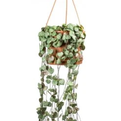 Ceropegia Woodii - String Of Hearts 32 Ceropegia Woodii - String Of Hearts -Garden Potted Plant Shop Ceropegia woodii String of Hearts Large Leaves