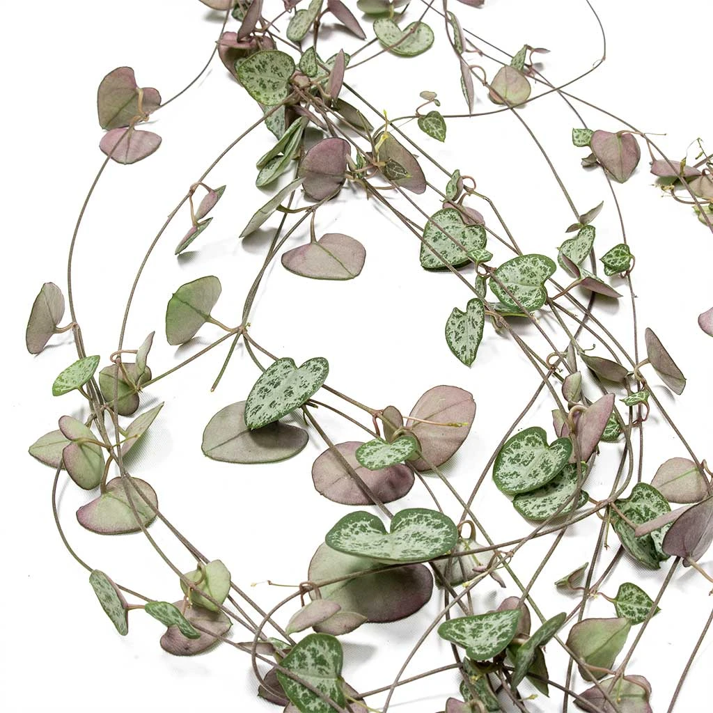 Ceropegia Woodii - String Of Hearts 2 Ceropegia Woodii - String Of Hearts - Image 2