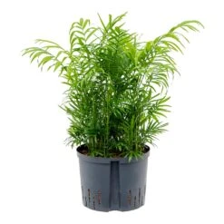 Chamaedorea Elegans - Parlour Palm - HydroCare -Garden Potted Plant Shop Chamaedore aelegans Parlour Palm Hydroculture 25 19x75cm