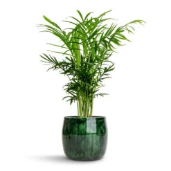 Babet Plant Pot - Pine -Garden Potted Plant Shop Chamaedorea elegans Parlour Palm 12x40cm Babet Plant Pot Pine 14x12cm