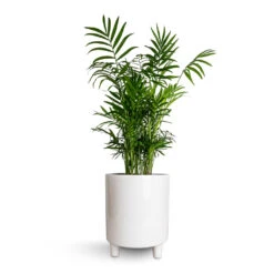 Pisa Plant Pot - White -Garden Potted Plant Shop Chamaedorea elegans Parlour Palm 17x60cm Pisa Plant Pot White 20x24cm