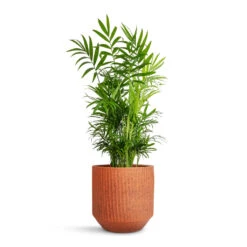 Solento Plant Pot - Terracotta Speckle -Garden Potted Plant Shop Chamaedorea elegans Parlour Palm 17x60cm Solento Plant Pot Terracotta Speckle 20x18.5cm