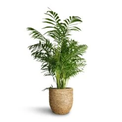Cody Plant Pot - Straw Grass -Garden Potted Plant Shop Chamaedorea elegans Parlour Palm 20x100cm Cody Plant Pot Straw Grass 27x26cm bfdee9e1 64f1 48d1 b176 1aded2a0a097