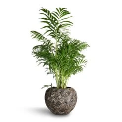 Luxe Lite Moon Globe Planter - Bronze 18 Luxe Lite Moon Globe Planter - Bronze -Garden Potted Plant Shop Chamaedorea elegans Parlour Palm 20x100cm Luxe Lite Moon Globe Planter Bronze 33x24cm