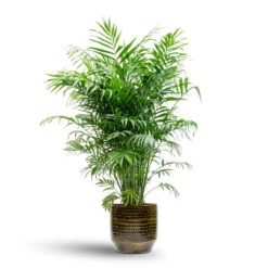 Sanna Plant Pot - Savanna -Garden Potted Plant Shop Chamaedorea elegans Parlour Palm 20x100cm Sanna Plant Pot Savanna 25x23cm 99bdcfa8 358c 404b ac1a fd6ee3adfccc