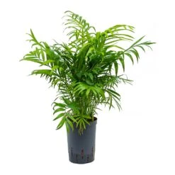 Chamaedorea Elegans - Parlour Palm - HydroCare -Garden Potted Plant Shop Chamaedorea elegans Parlour Palm Hydroculture 15 19x65cm
