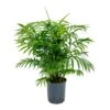 Chamaedorea Elegans - Parlour Palm - HydroCare