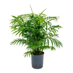 Chamaedorea Elegans - Parlour Palm - HydroCare